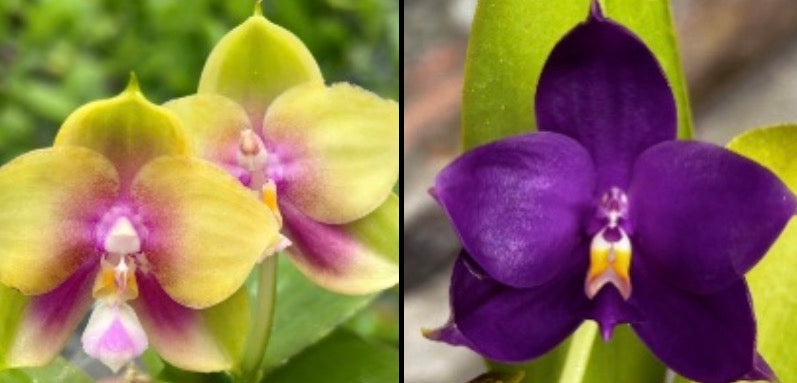 Phalaenopsis ((YangYang Pink Mary x (YangYang Pink Mary x Yaphon Batman)) x Phal. (Penang Jewel X (P.Yaphon Super Jaguar x Samera)) "特圓"