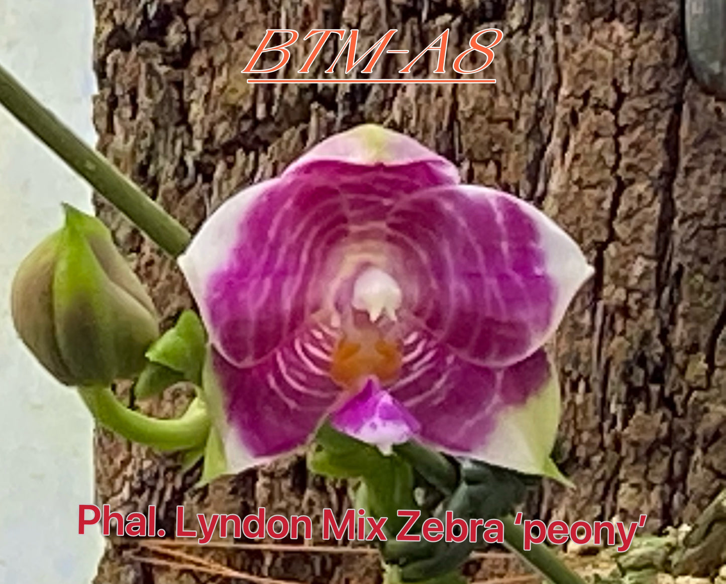 Pink and white zebra-patterned orchid in 2.5 inch pot