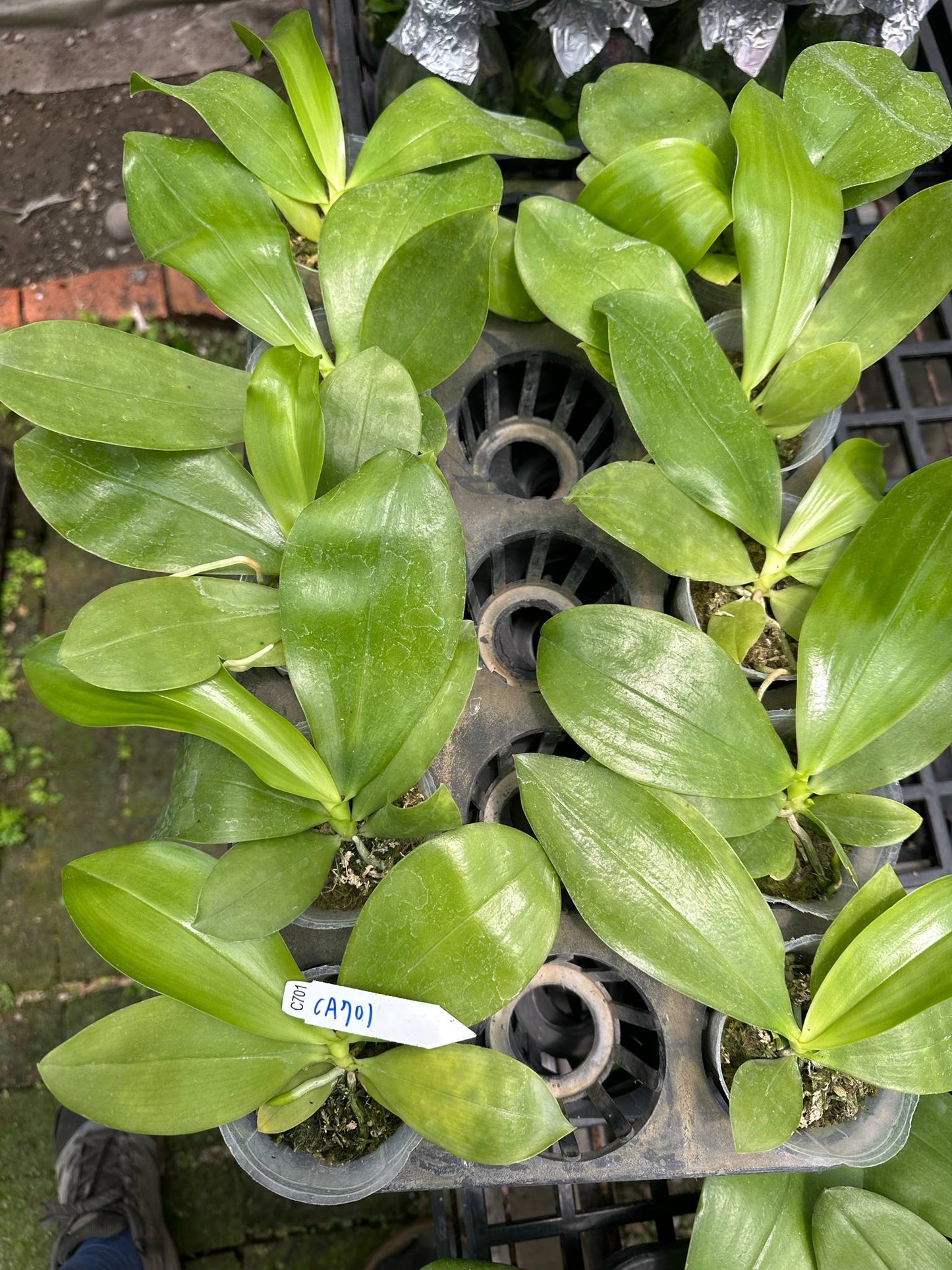 CA701 Phalaenopsis Orchids seedlings in 2.5-inch pots, healthy green leaves ready for planting; rare novelty orchids for home and garden.