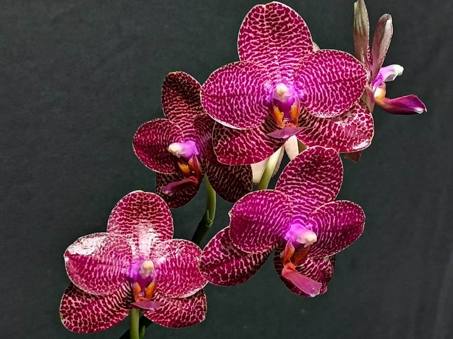 BTM90502 - Phal. Miro Gold Mosla ‘Top Song’