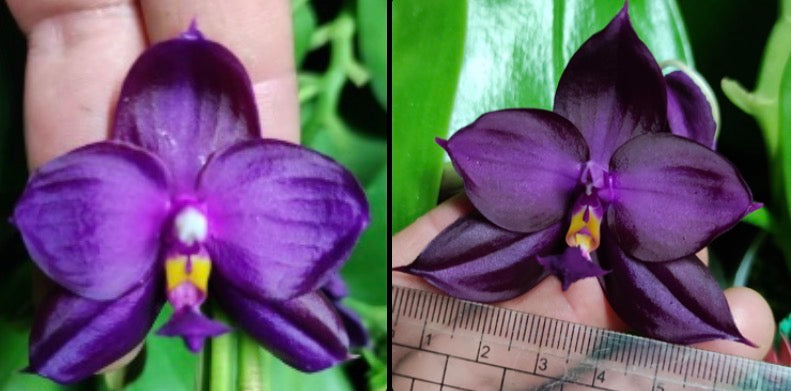 Phalaenopsis (Yaphon Super Jaguar X (Yaphon Super Jaguar X Samera)) "極品5.8cm" x (Yaphon Super Jaguar X (Yaphon Super Jaguar X Samera)) "BK#2"