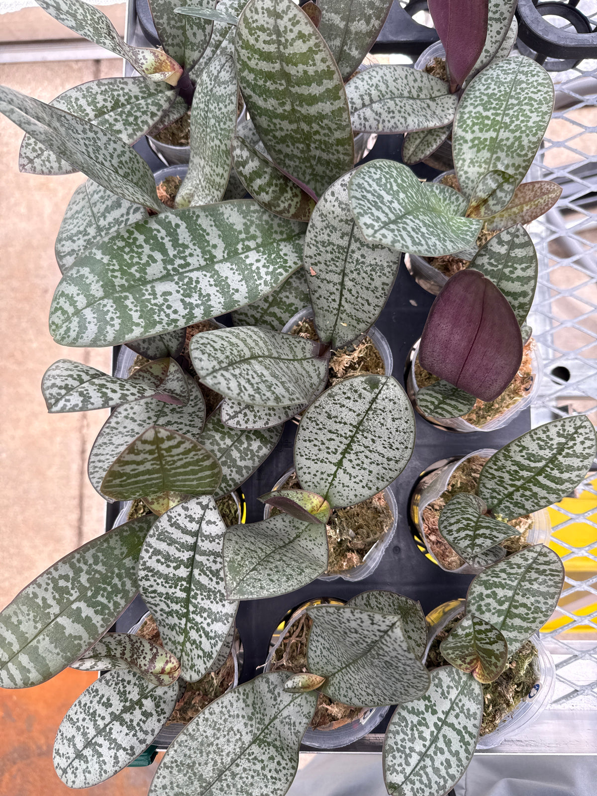 Phalaenopsis (schilleriana ‘银狐’ x stuartiana ‘白翎’)