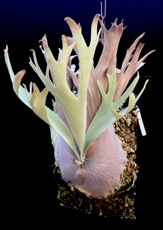 Platycerium Wild Cat X P. veitchii wild pup