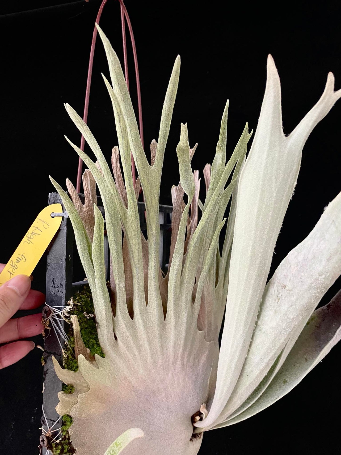 Platycerium Veitchii High Finger pup