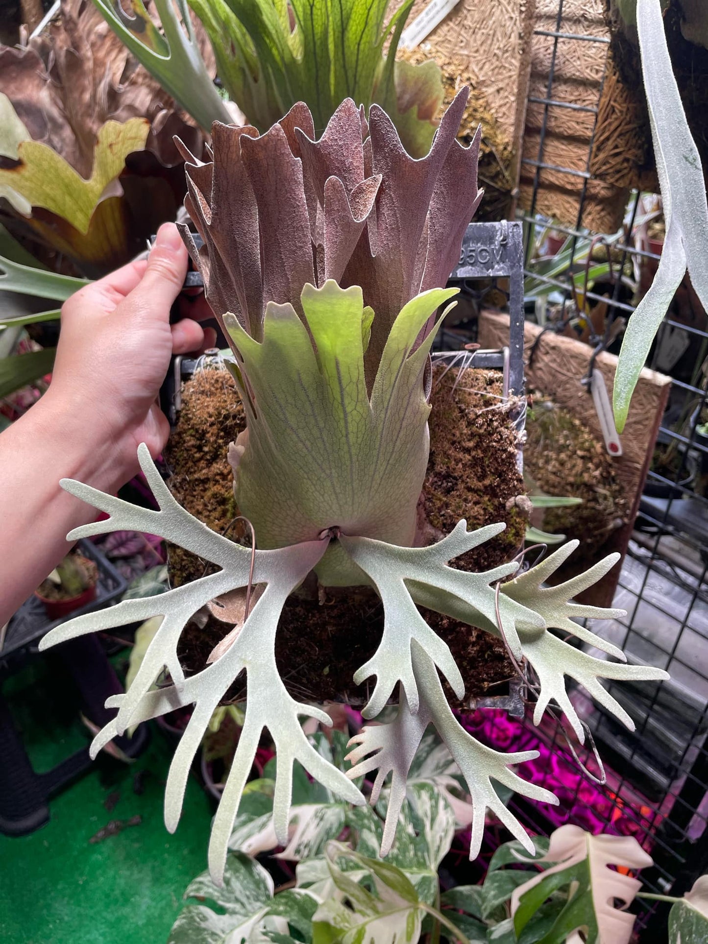 P. Willinckii Yellow Moon spore Plant #8 with compact fronds and vibrant green shield, mounted on board. Ideal dwarf select for plant collectors.
