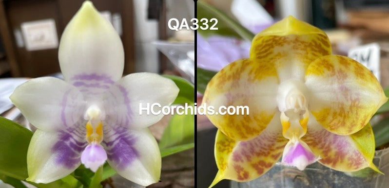 Flask - Phalaenopsis (Mituo Purple Dragon x MS Happy Tiger #1)