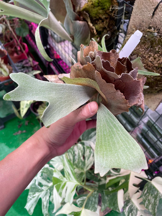 Buy P. Moonlight SBD spore plant online featuring Platycerium Willinckii White Crown with velvety green fronds and brown shield fronds.