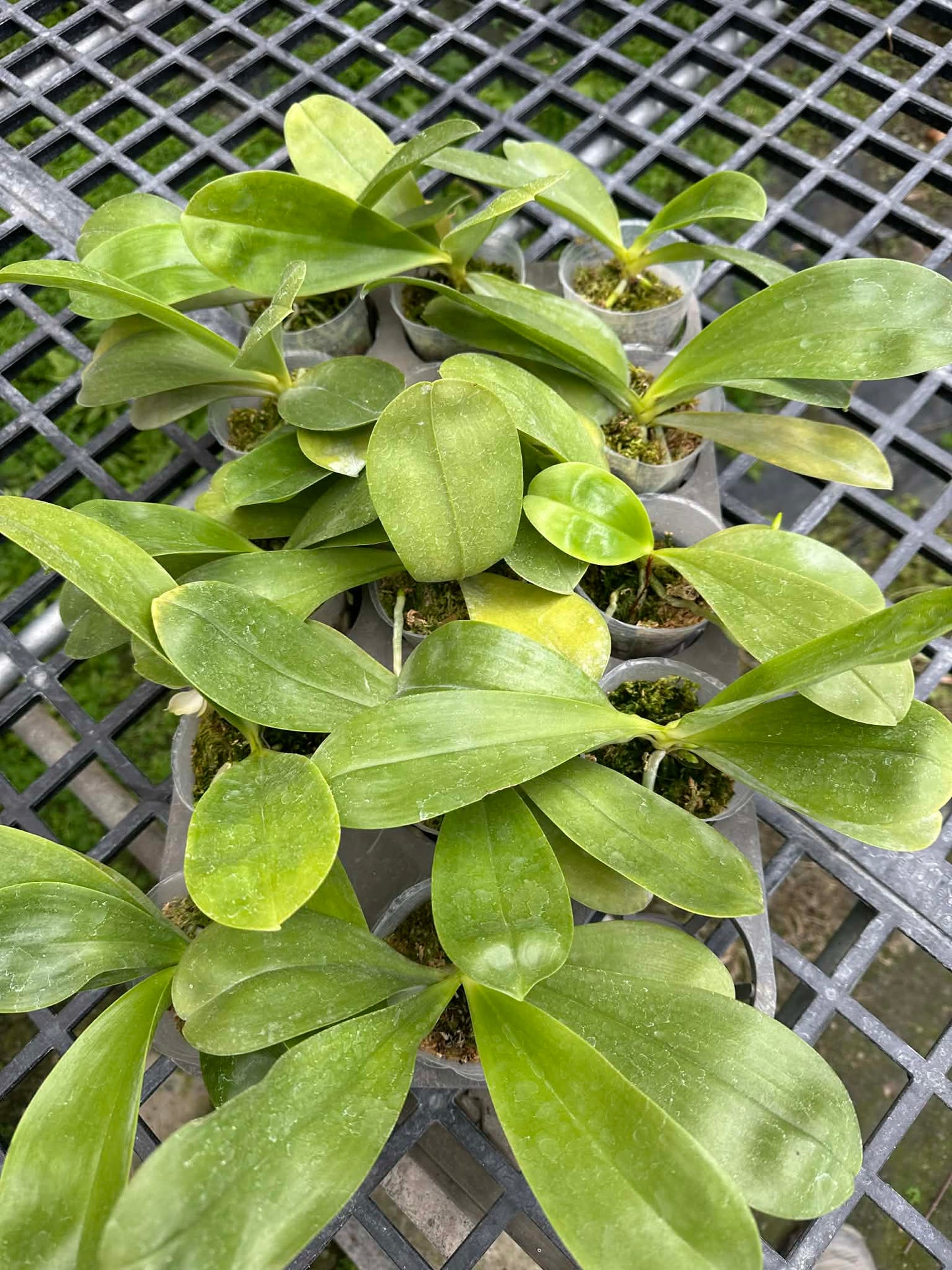Multiple Phalaenopsis micholitzii x sib orchids in 2.5 inch pots on a nursery tray, perfect for home and garden plant lovers.