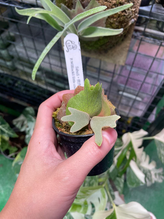 Platycerium Willinckii Little Crown spore “Dwarf select”