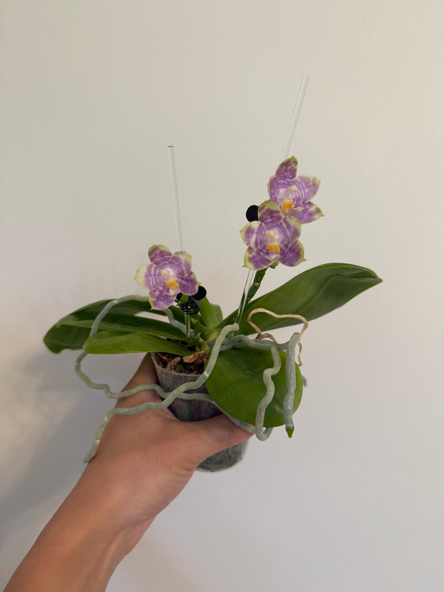 Phal. Mituo Golden Solar
