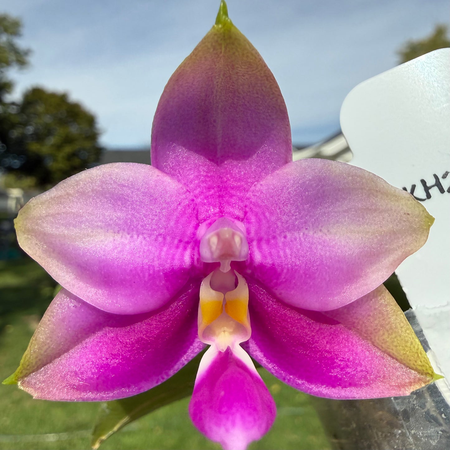 BKH2256 Variegated