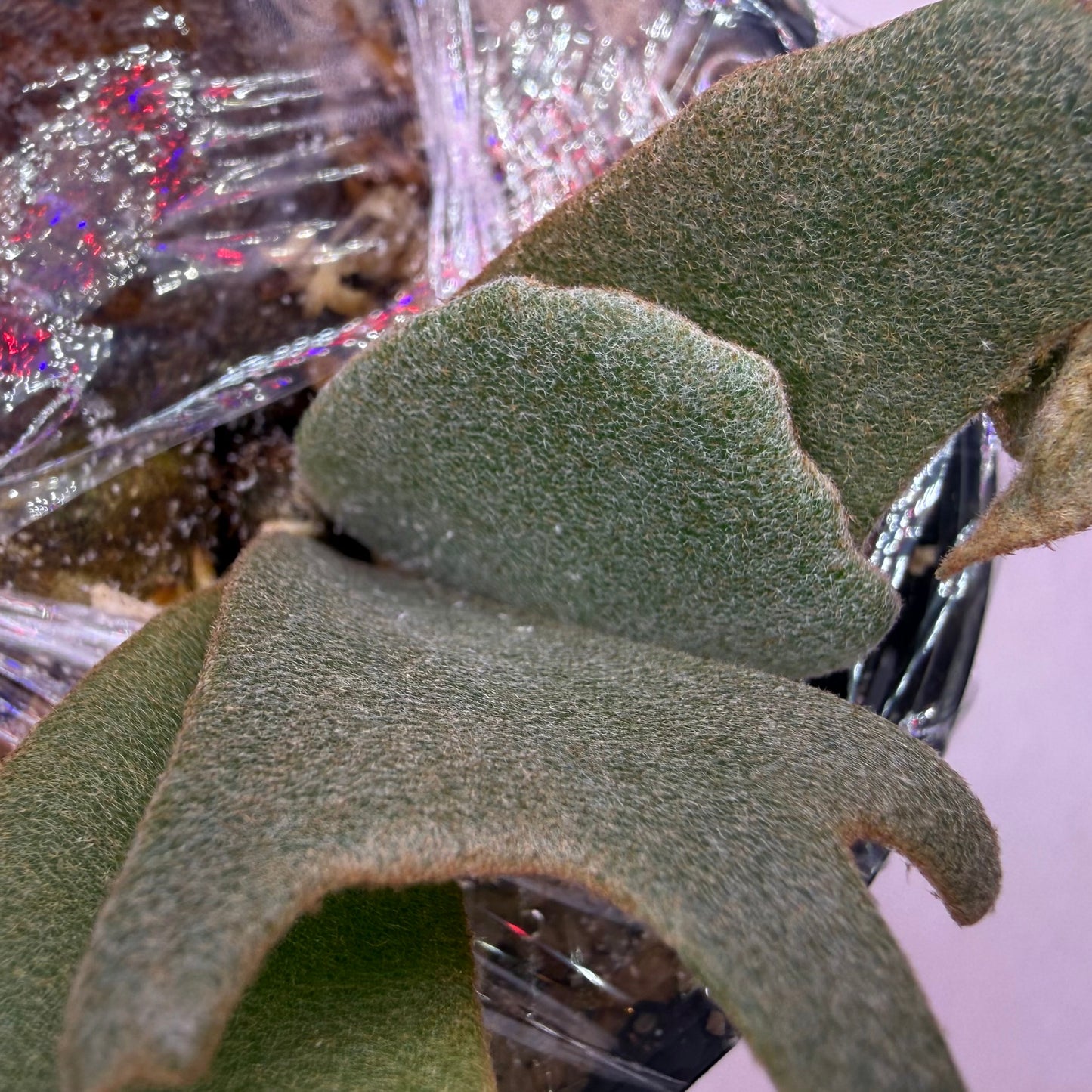 Detailed view of fuzzy green leaves of Platycerium Willinckii