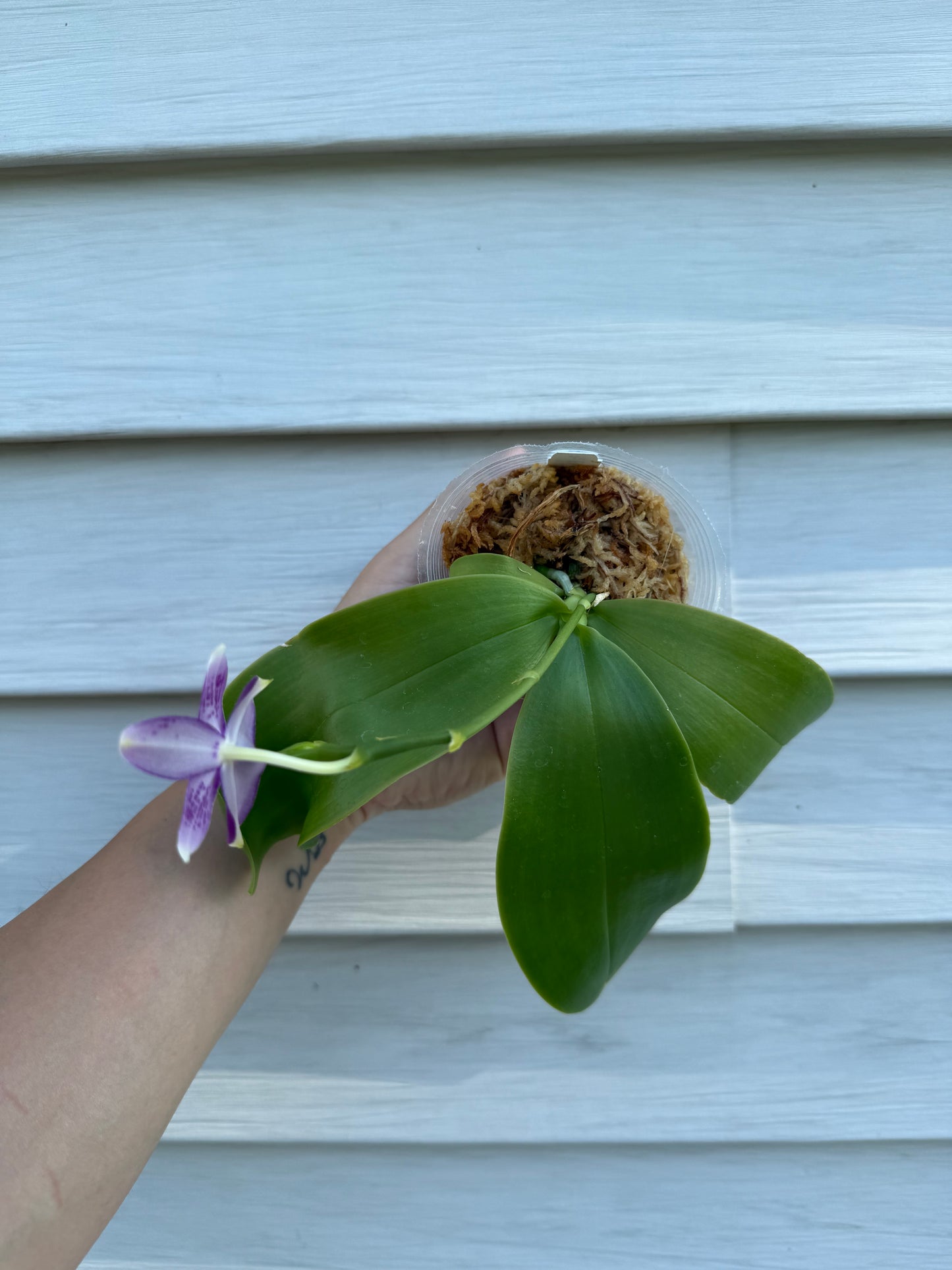 Phalaenopsis (KS Blue Ludde x Mituo Blue Warrior)