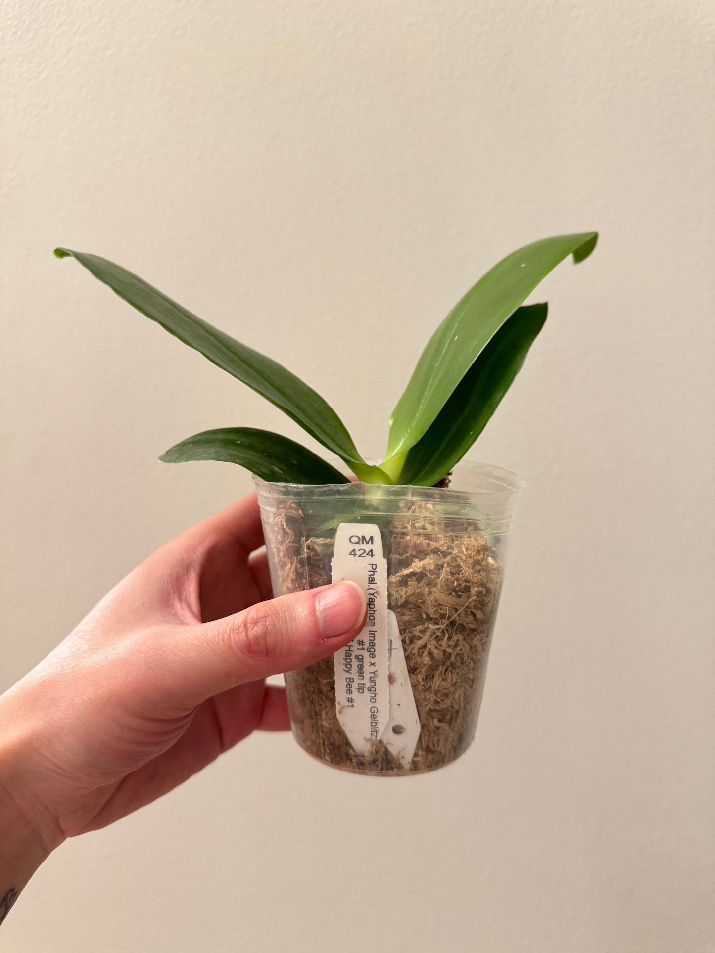 Phal. (Yaphon Image x Yungho Gelblitz) X Phal. Mainshow Happy Bee #1