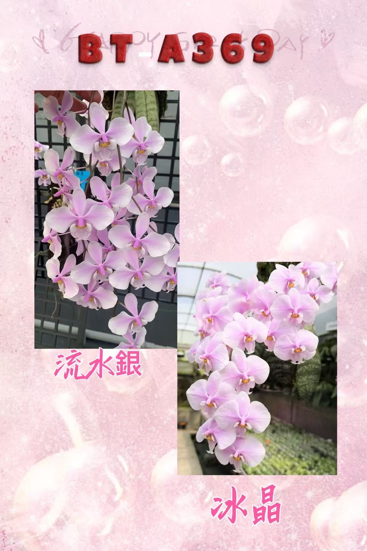 BTA369 - Phal. schilleriana ‘流水银’ x Phal. schilleriana ‘冰晶’