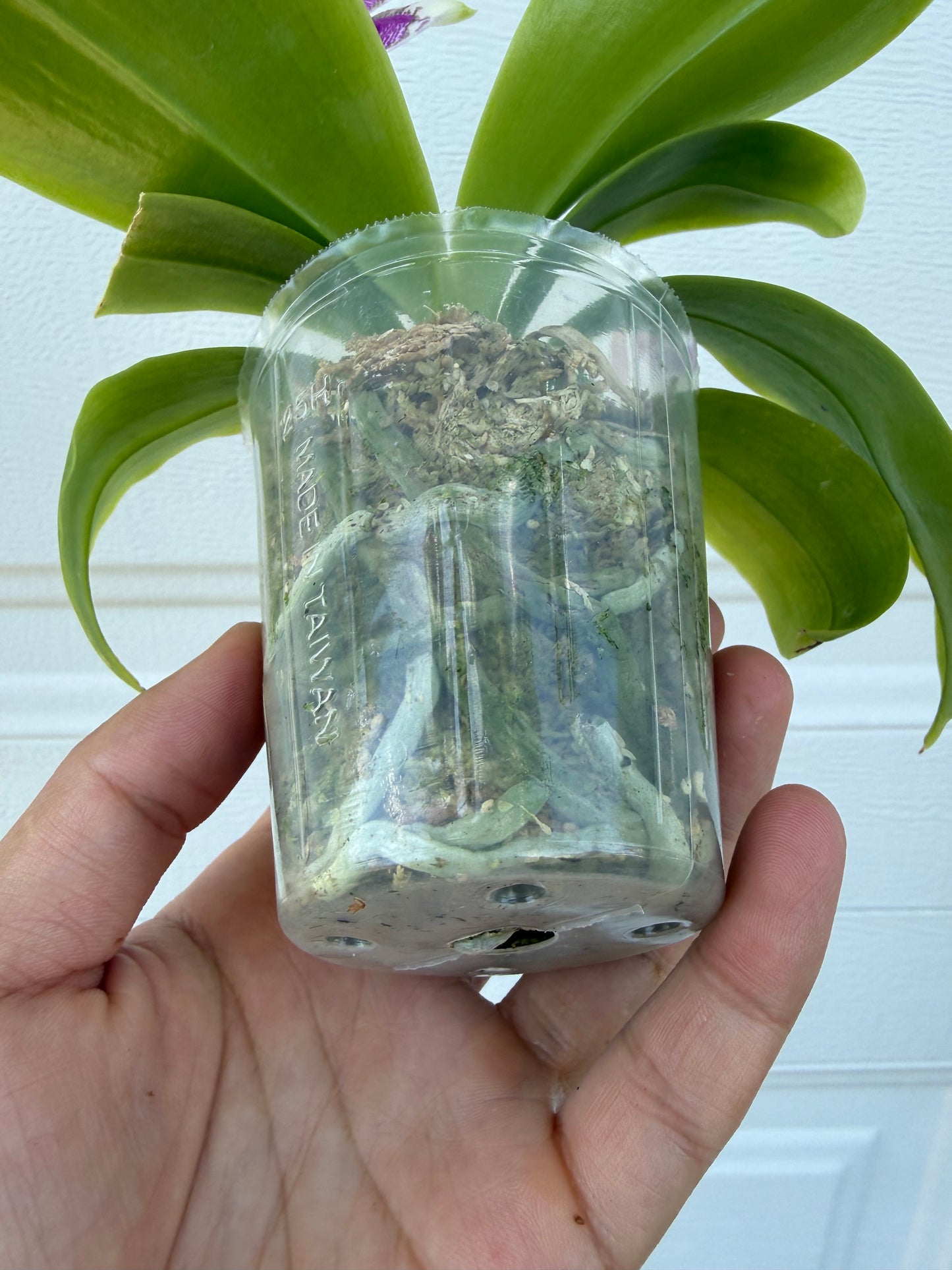 Phalaenopsis Freya’s Blue Dragonfly