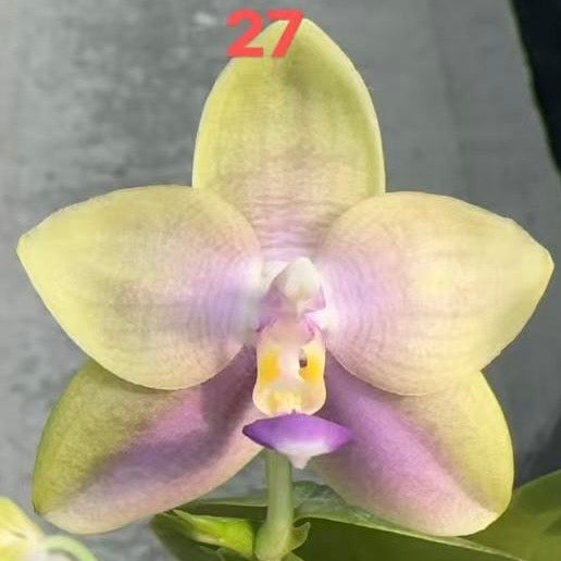 BTA216 - Phal. LL Blue Family x Phal. LD Avatar ‘Blue Memory’ #27