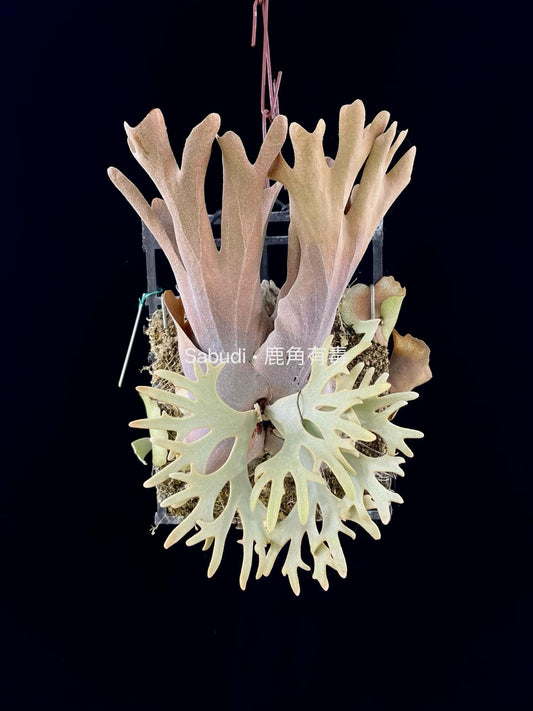 Platycerium Willinckii yellow moon spore “Dwarf select” #31
