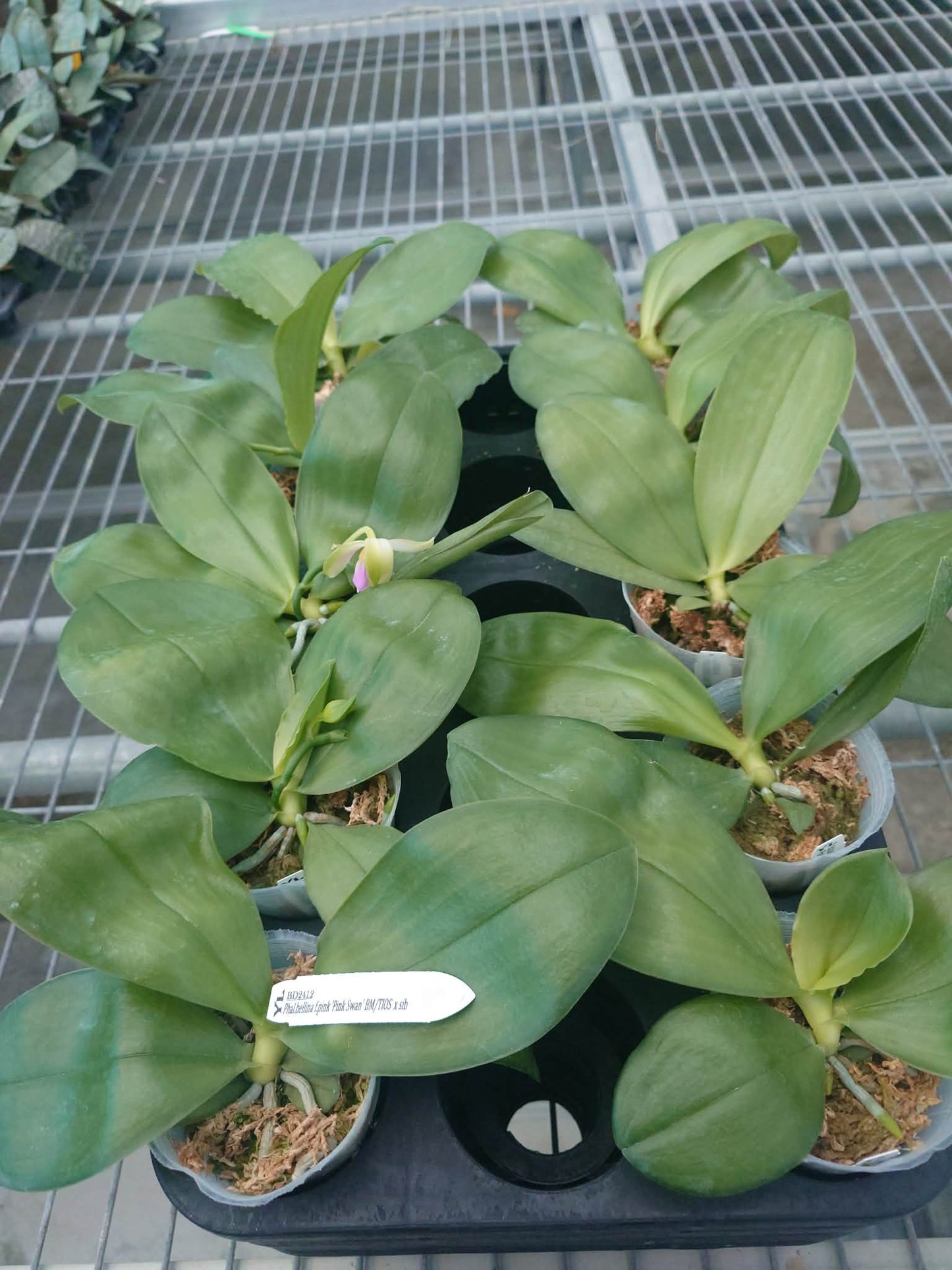Phalaenopsis bellina f. pink “Pink Swan” BM/TOGA x sib
