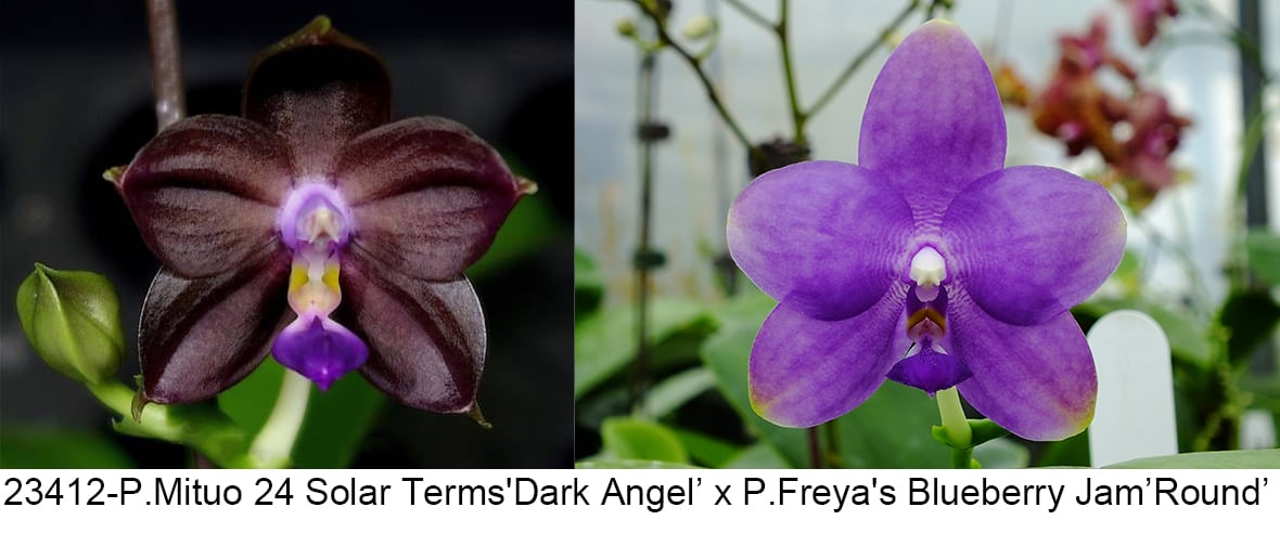 Phalaenopsis (Mituo 24 Solar Term x Freya’s Blueberry Jam)