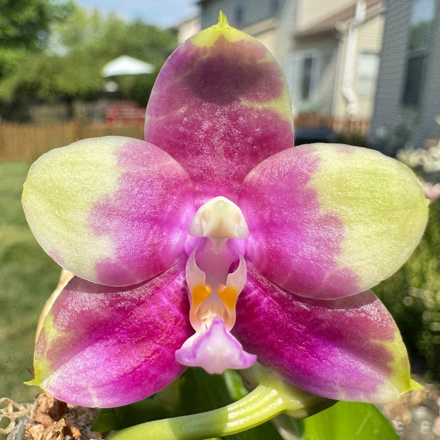 Phal. Mituo Golden Solar