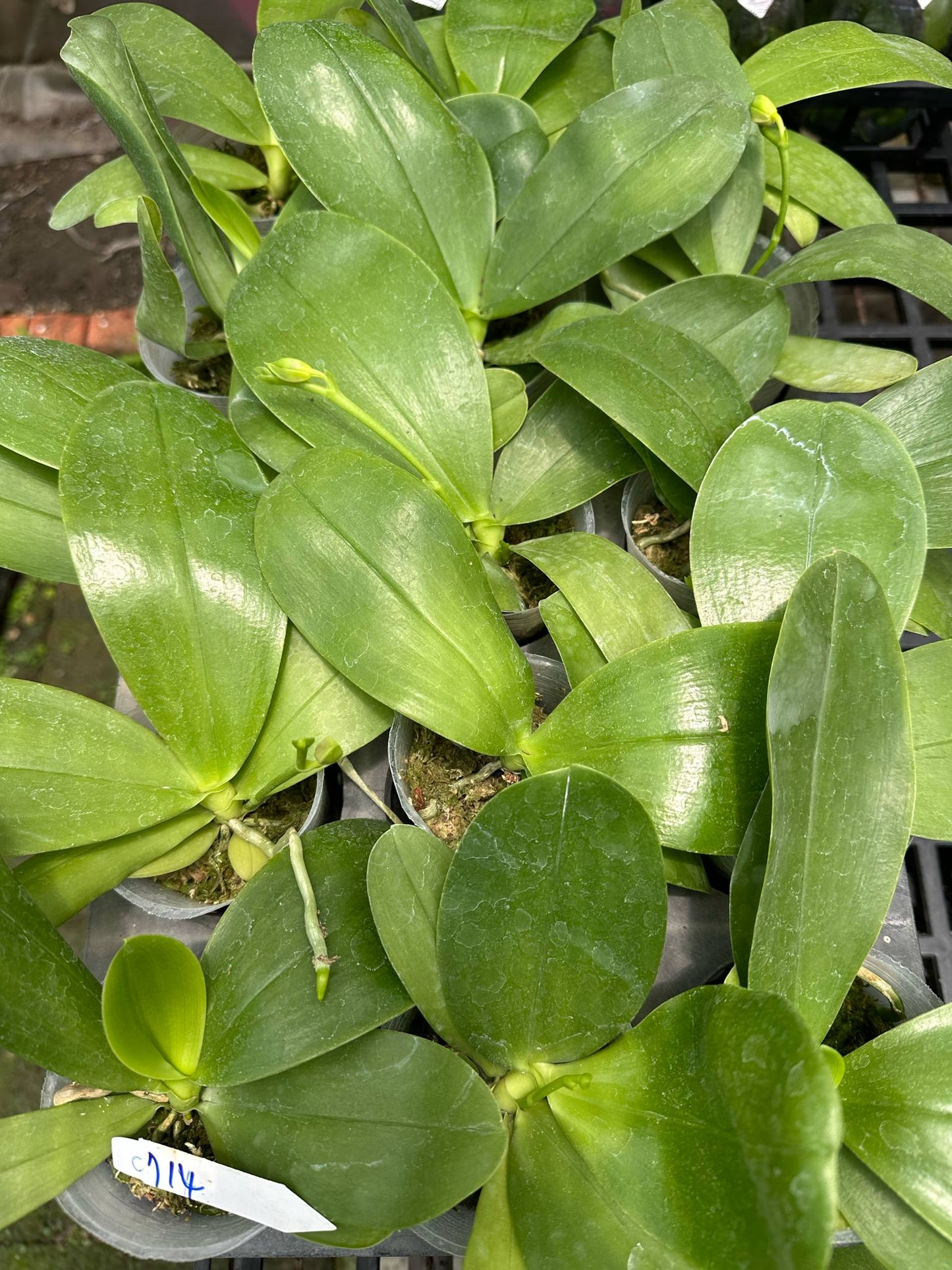 CA714 Orchid - Phalaenopsis Blue Jewel young plants in pots with healthy green leaves, ideal for home & garden orchid enthusiasts.