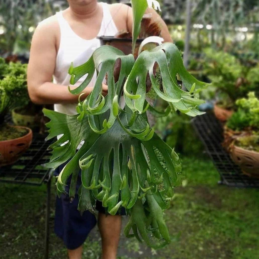 P. Ebid #1 pup
