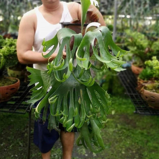 Platycerium Ebid #1 pup