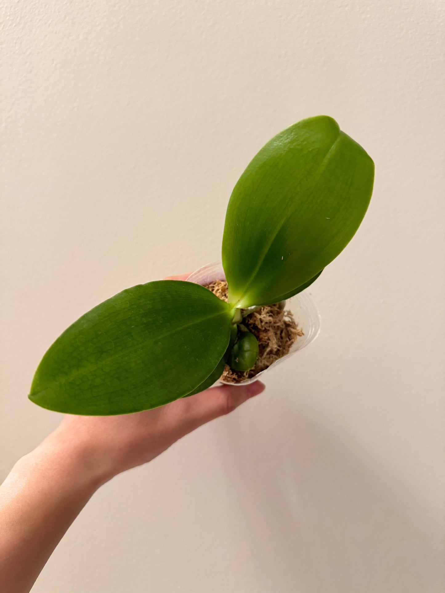 Phal. (Yaphon Image x Yungho Gelblitz) X Phal. Mainshow Happy Bee #1