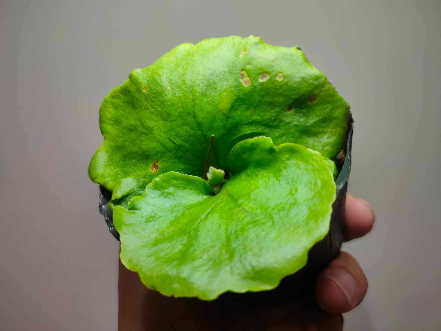 Platycerium Kitshakood thin & dwarf