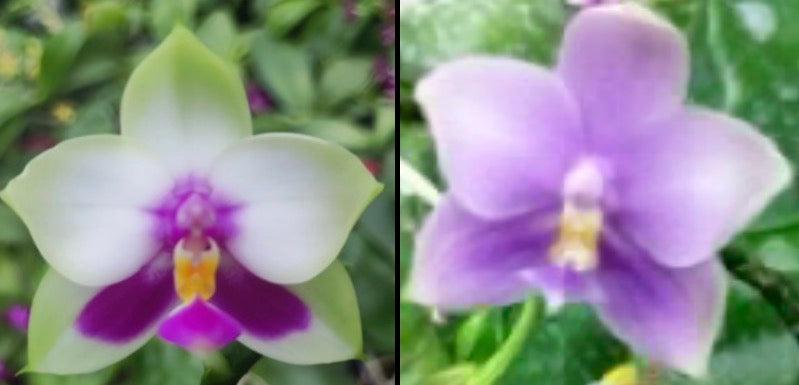 BKH2353 - Phal. ((bellina x Chien Lung Happy Queen) X YangYang Pink Mary) ‘3 spikes’ x Phal. (Penang Jewel X (Yaphon Super Jaguar x Samera)) ‘BK’