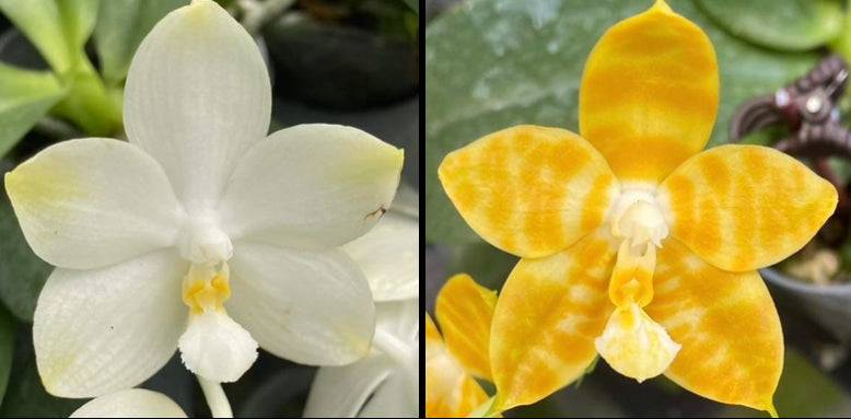 Phal. (Yaphon Image x Yungho Gelblitz) X Phal. Mainshow Happy Bee #1