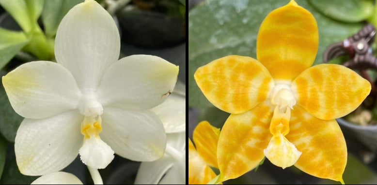 Phal. (Yaphon Image x Yungho Gelblitz) X Phal. Mainshow Happy Bee #1