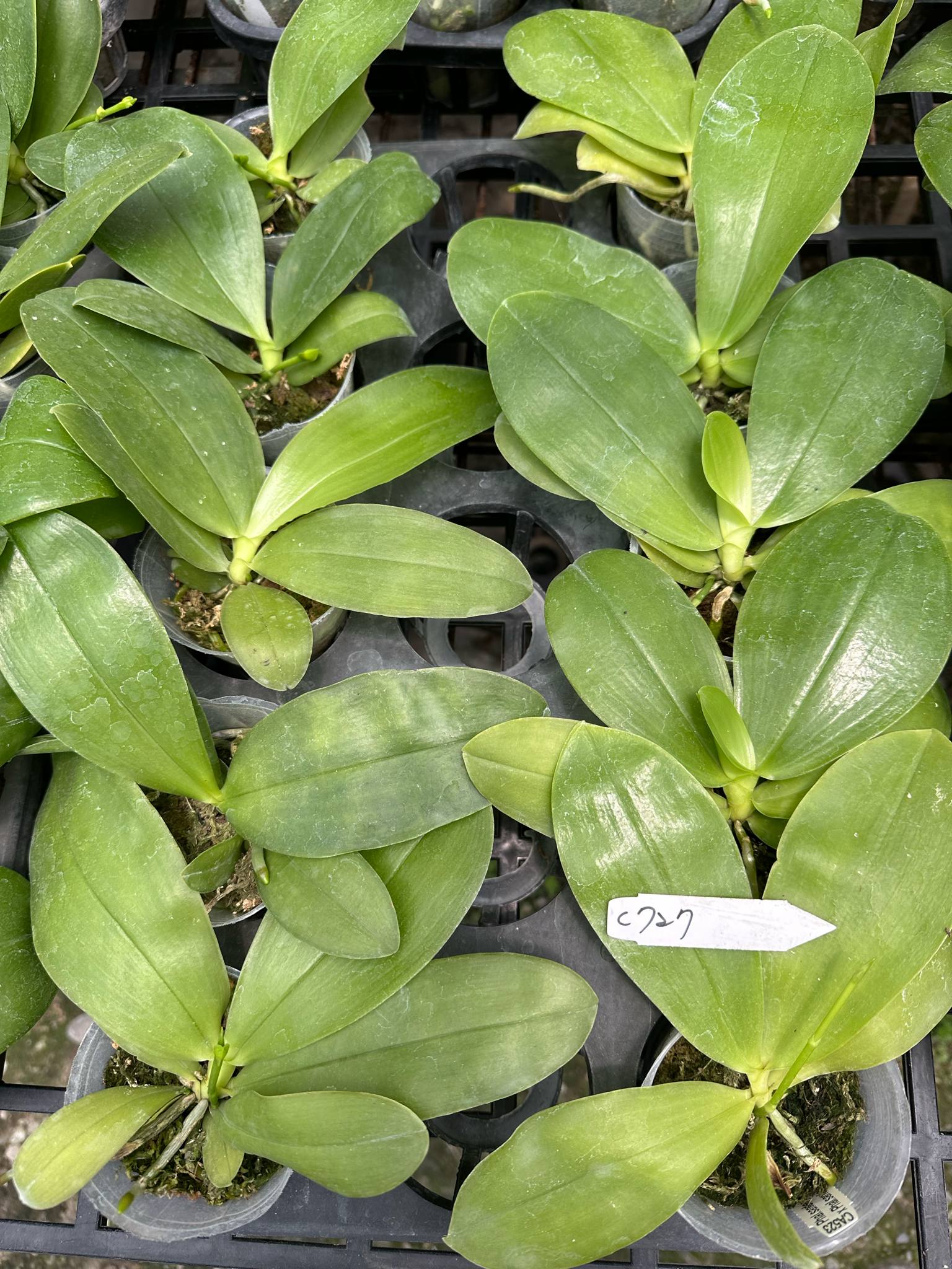 HCorchids
