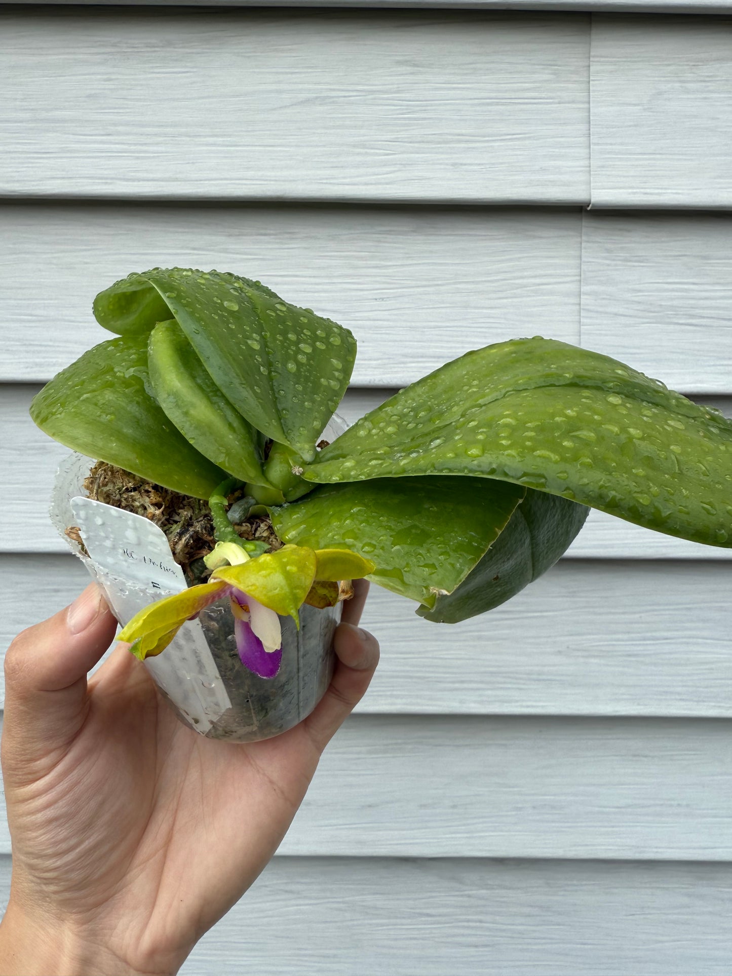 QA081-Phal. Smiley Bluebird x Phal .Mituo Princess 'Blue Jewel'