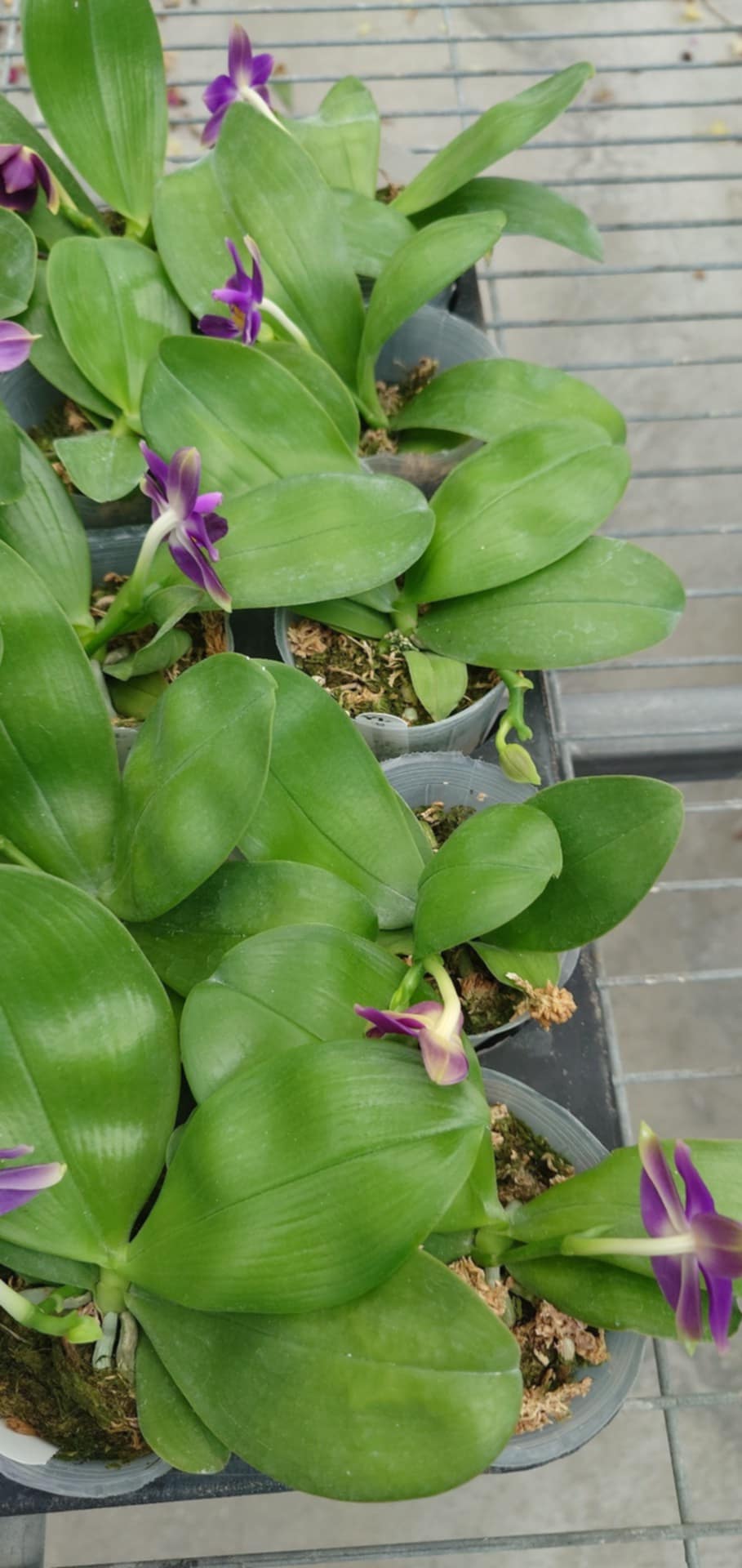 P. violacea indigo "Blue Dimond"