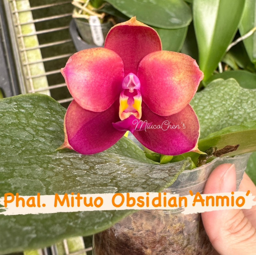 Phal. Mituo Obsidian 'Anmio'