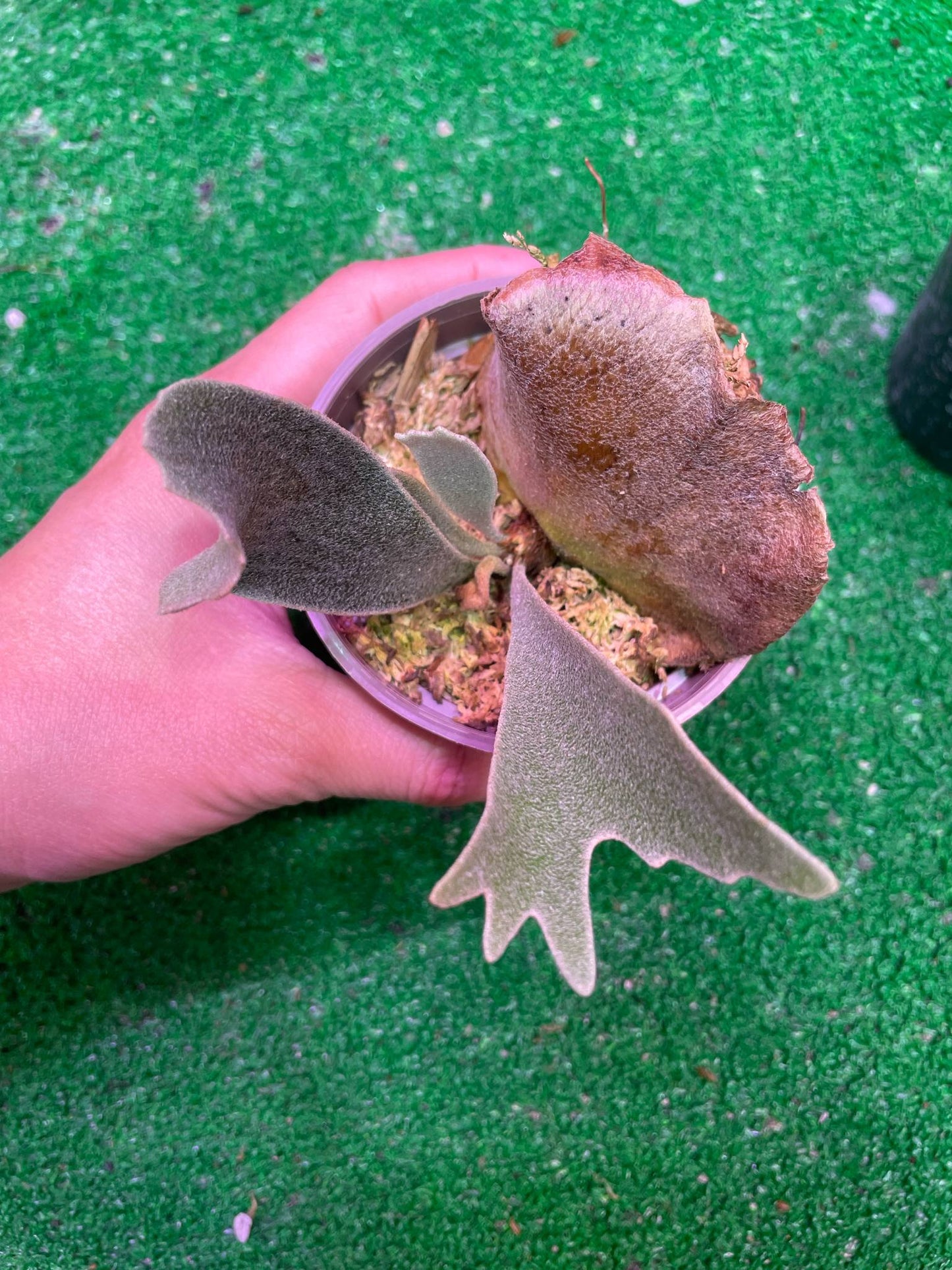 Platycerium Willinckii “Spur”Dwarf