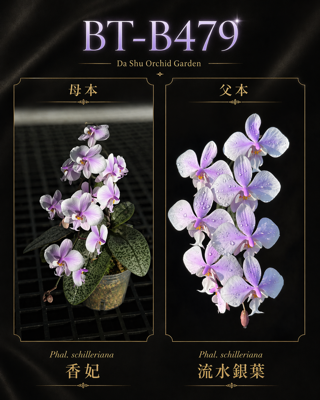 Phalaenopsis schilleriana (香妃 x 流水银叶)