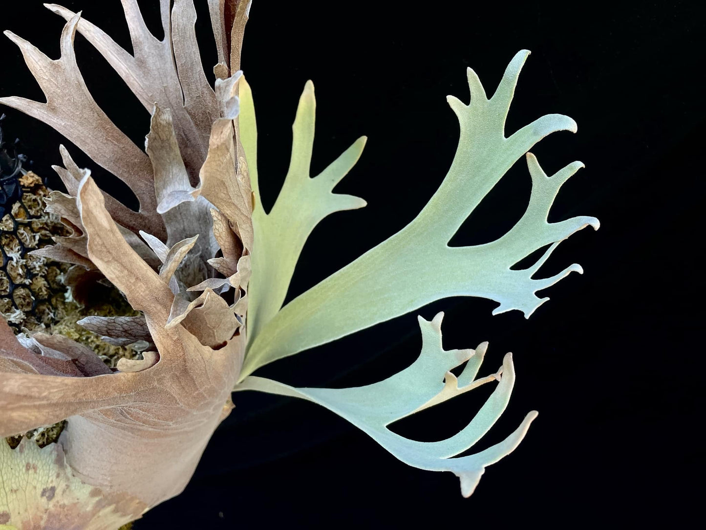 Platycerium Wild Cat X P. veitchii wild pup