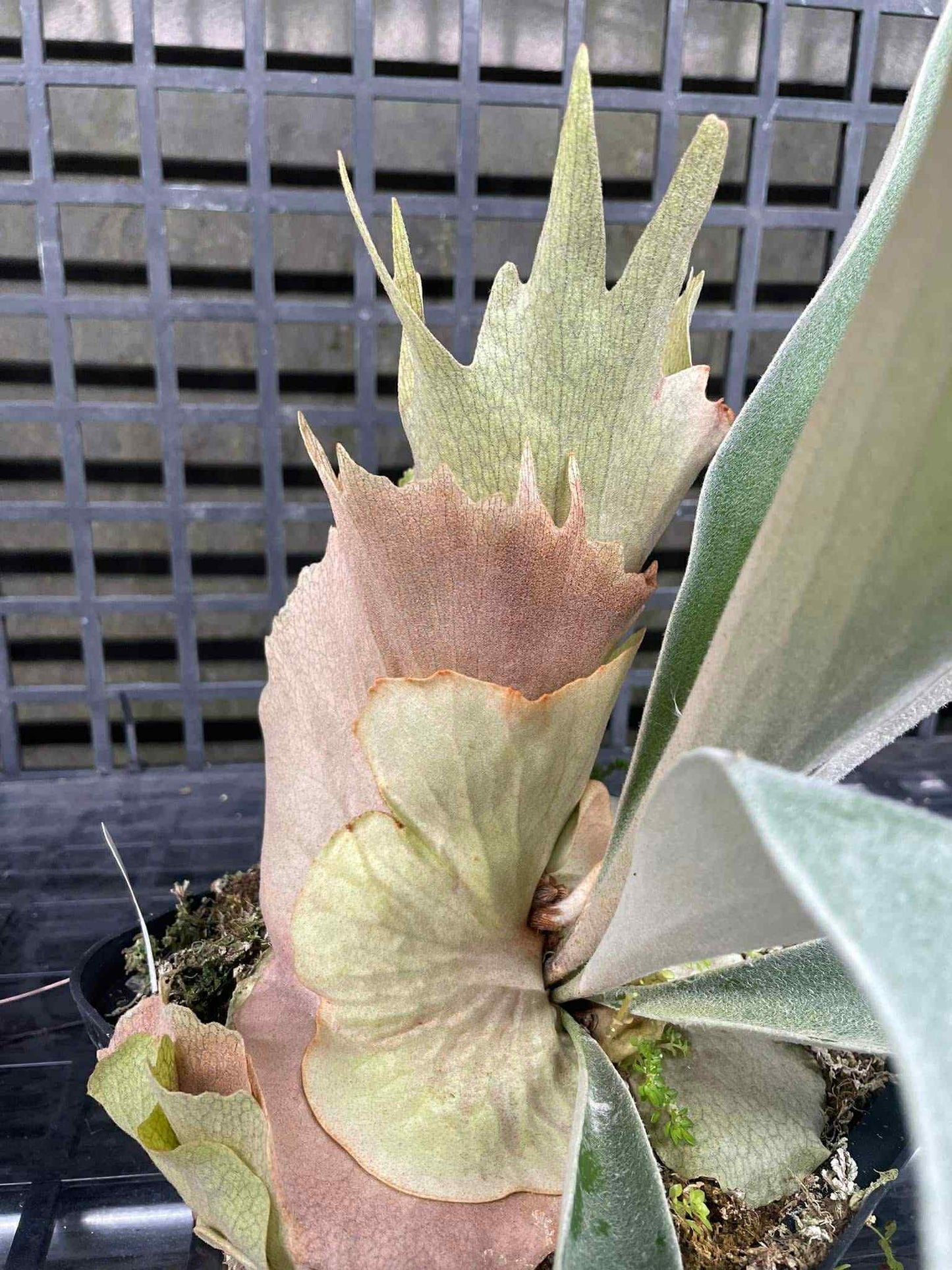 Platycerium Snow Ape pup