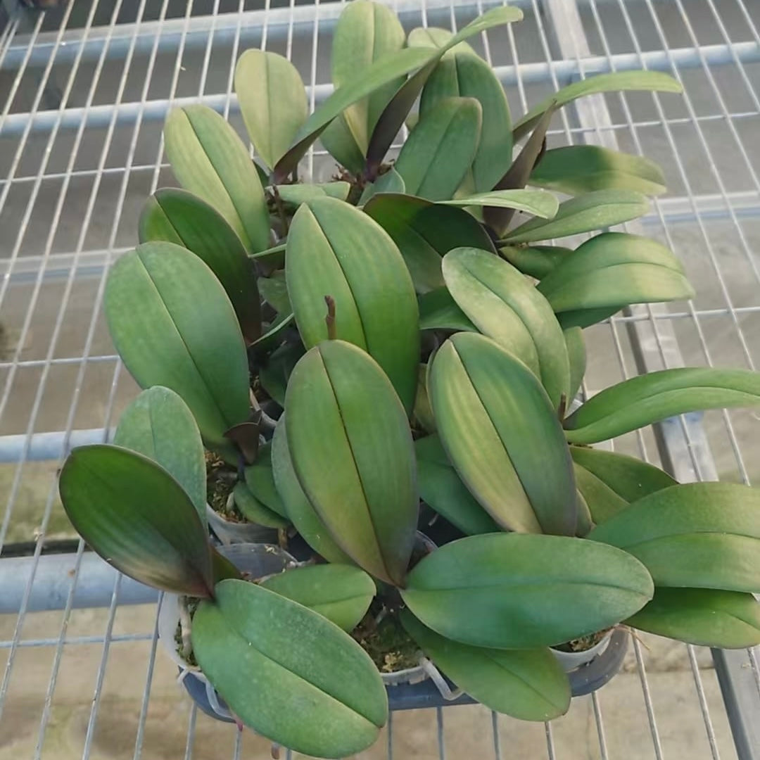 Green orchid plant with broad leaves in a pot