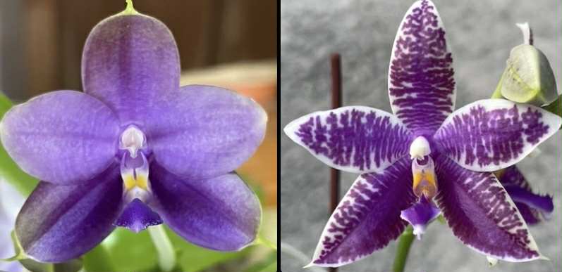 FlaskQA200 - Phal. Mainshow Sapphire x Phal. KS Blue Ludde