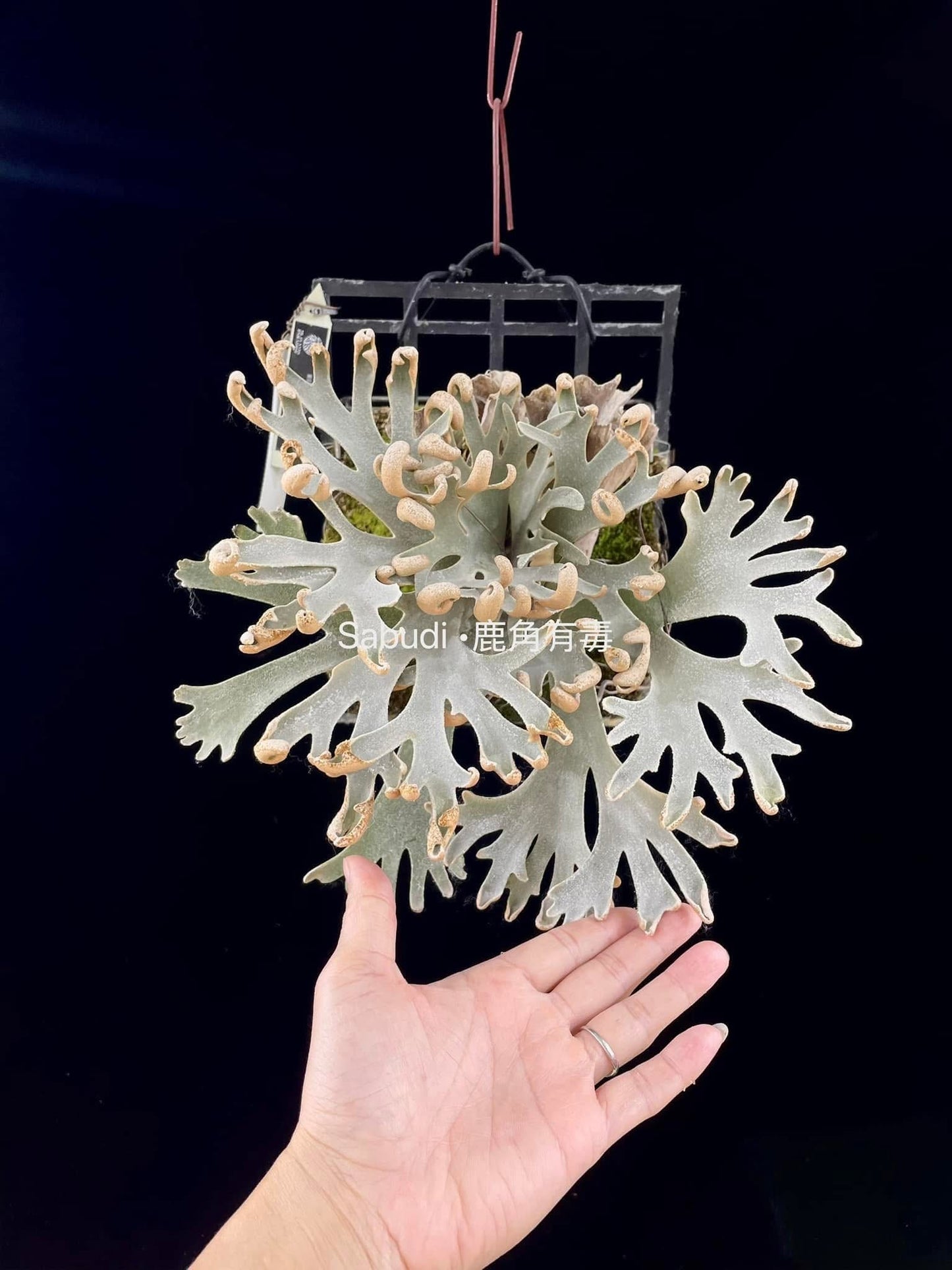 Platycerium Willinckii “Mew” spore