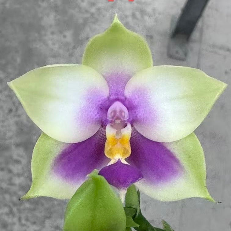 Phal. bellina v.coerulea select#14