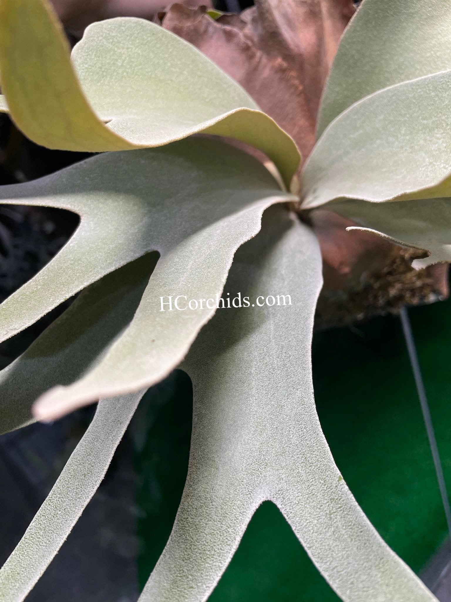 HCorchids