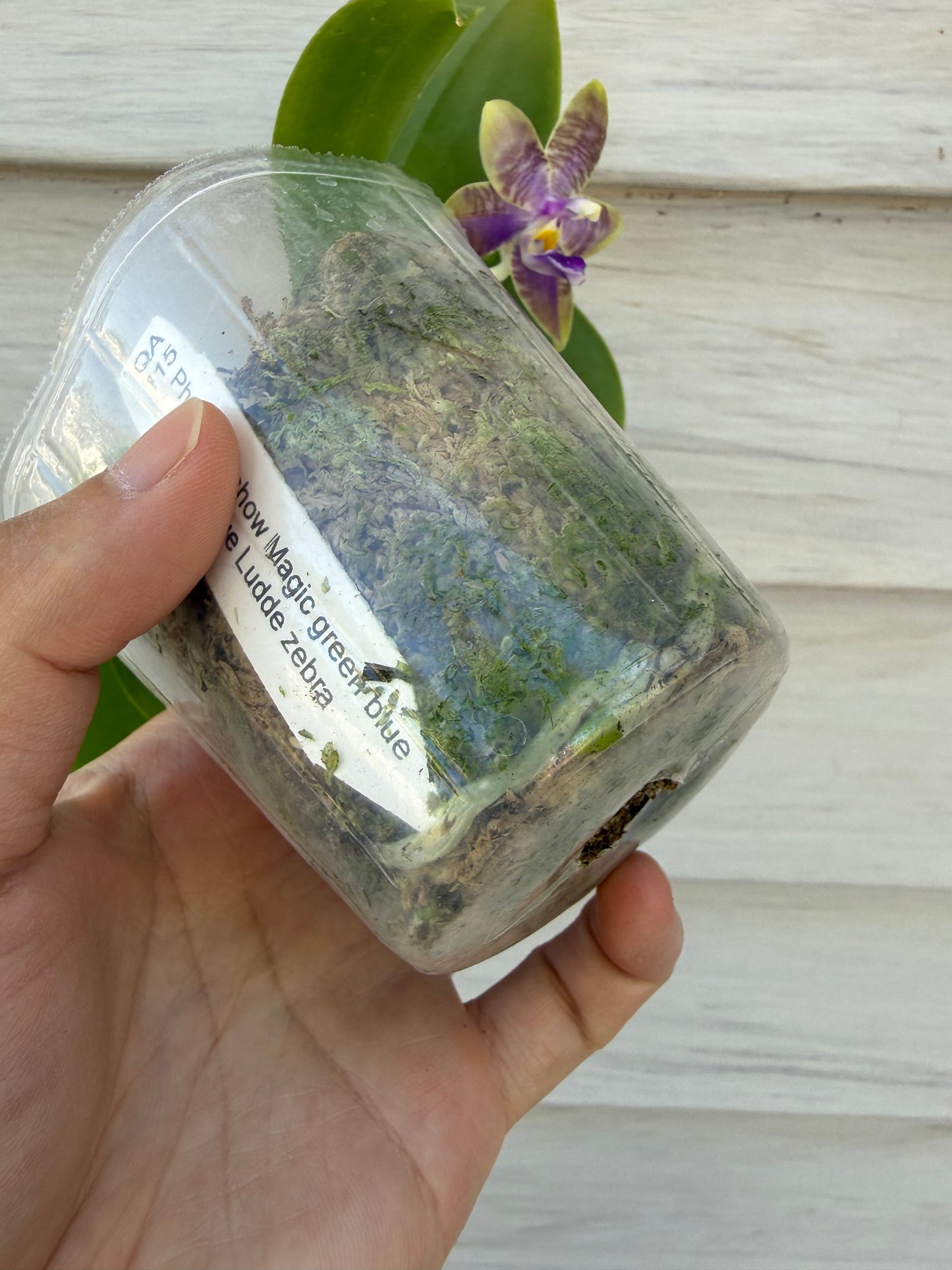 QA115-Phal. Mainshow Magic x Phal. KS Blue Ludde 303