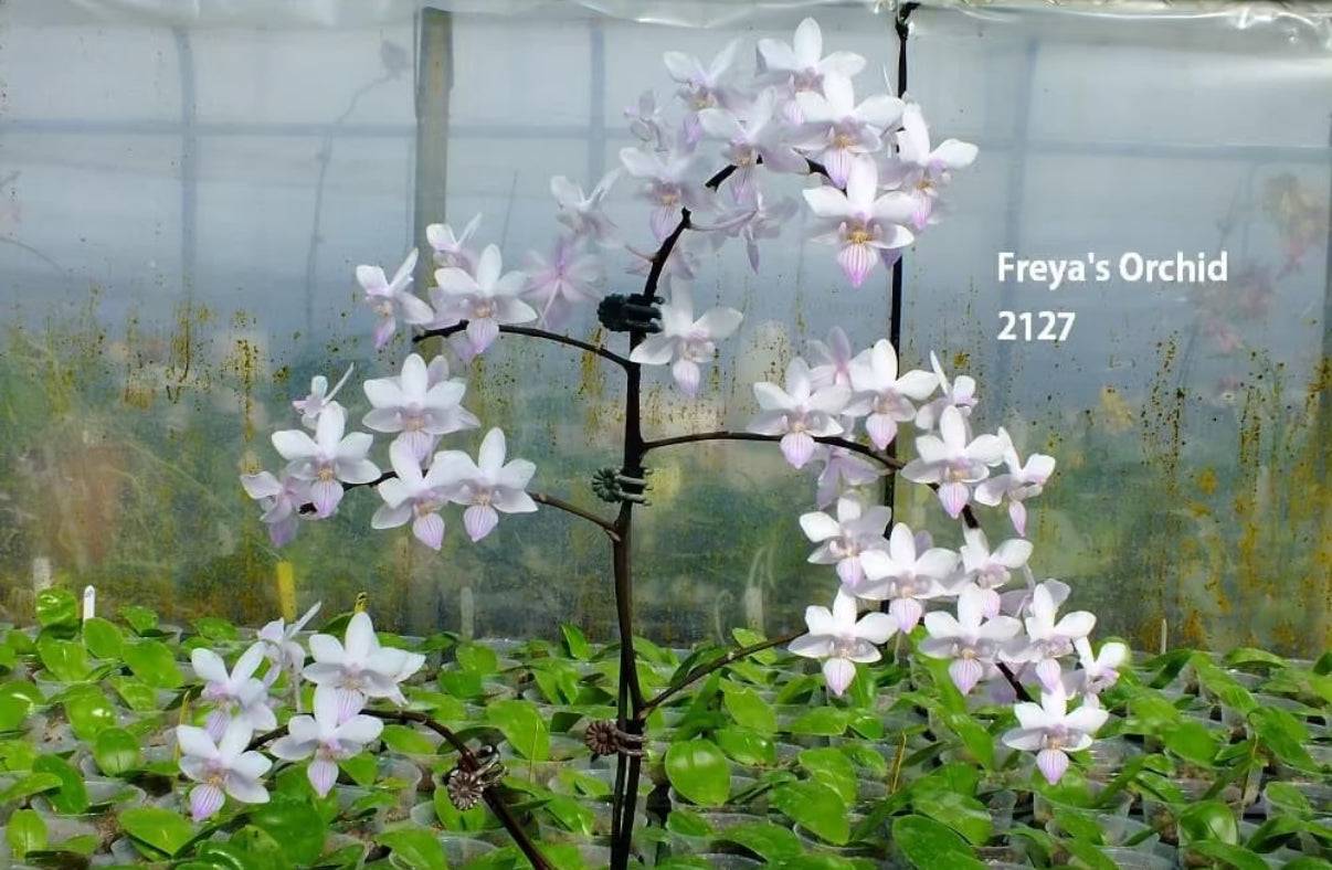 Sakura Rain Melody Orchid in full bloom with delicate pink and white flowers, supported by a dark stem, cultivated in a greenhouse environment.