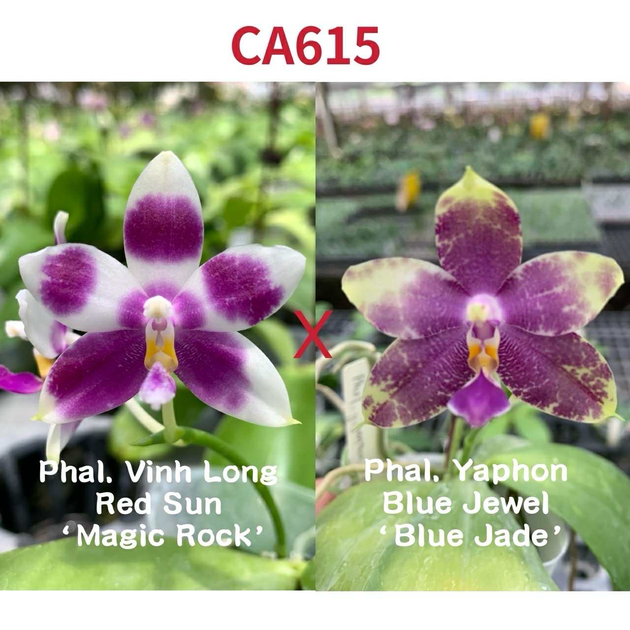 CA615 Phal. Orchid Seedlings - Phalaenopsis Bloom cross of Vinh Long Red Sun and Yaphon Blue Jewel with vibrant purple and white petals.