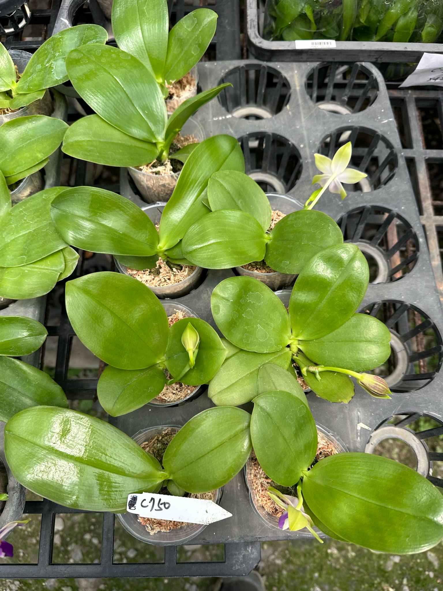 HCorchids